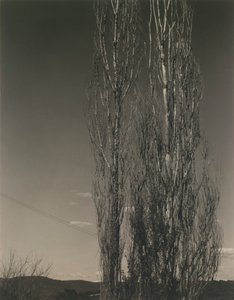 两棵白杨树，乔治湖 作者 阿尔弗雷德·斯蒂格利茨