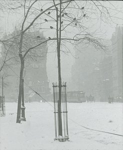 雪中之树，纽约市，190002。 作者 阿尔弗雷德·斯蒂格利茨