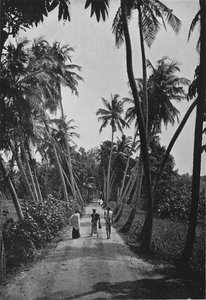 水田间之路，c1890，1910 作者 阿尔弗雷德·威廉·阿曼杜斯板