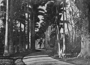 佩拉德尼亚花园中的白菜棕榈，c1890，1910年 作者 阿尔弗雷德·威廉·阿曼杜斯板
