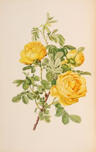 插图来自艾伦-威尔莫特的《罗莎属》，1914年。 作者 阿尔弗雷德·威廉·帕森斯