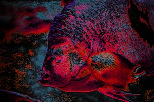 指苗，2018（手绘照片）