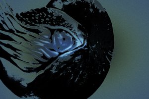 鹦鹉螺》，2018 年（手绘照片）