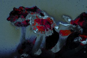 海葵，2018（手绘照片）