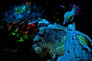 公主的孔雀》，2012 年（照片）