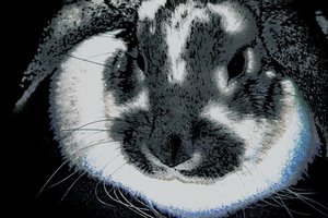 兔年，2022 年（重绘照片）