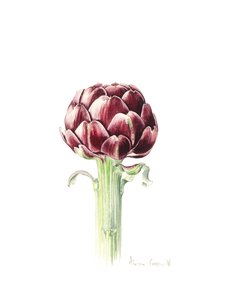 从罗马市场的朝鲜蓟，2016年，水彩 作者 艾莉森·库珀