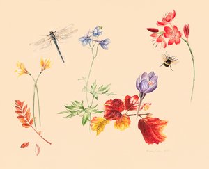 Autumn Flowers and insects 作者 艾莉森·库珀