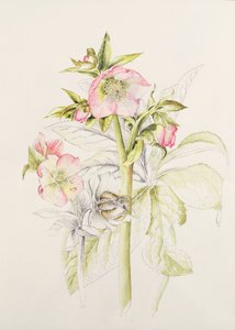 铁筷子属 作者 艾莉森·库珀