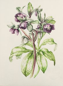 Helen Ballard的Helleborus Orientalis（深紫色花）