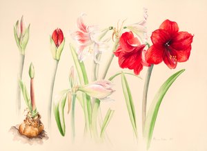 Hippeastrums在2016年1月，水彩