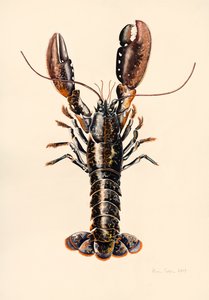 来自Solva的龙虾，2014年，水彩 作者 艾莉森·库珀