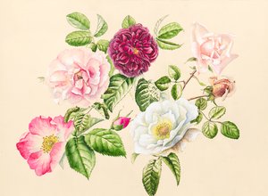 花园里的玫瑰，2020（水彩） 作者 艾莉森·库珀