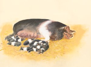 鞍背母猪和仔猪，2019 年（粉彩画） 作者 艾莉森·库珀
