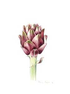 撒丁岛朝鲜蓟，2016年，水彩 作者 艾莉森·库珀
