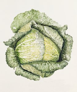 萨沃伊白菜 作者 艾莉森·库珀