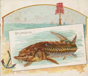 鲟鱼，来自美国水域的鱼系列N39，为Allen & Ginter Cigarettes设计，1889年。