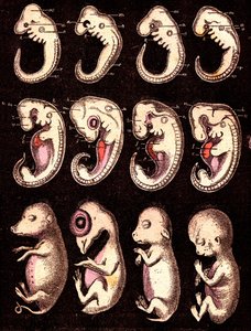 4 节脊椎骨的胚胎（5 个活体）：从左到右：猪、母鸡、兔子、人。绘图 A. Demarle。1885