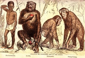 哺乳动物向人类的进化：自然创造和生物（De Jules Rengade）。 A. Demarle 绘制。 1885年 作者 阿方斯·德马尔