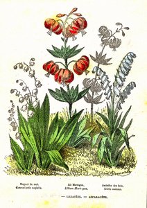 Liliacees, Asparagees：自然造物与生命。A. Demarle 绘制。1885 作者 阿方斯·德马尔