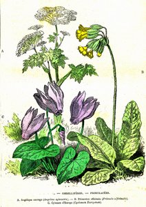 伞形花科、报春花科：自然创造和生物。 A. Demarle 绘制。 1885年 作者 阿方斯·德马尔