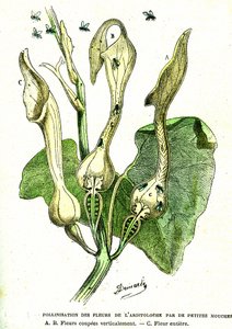 马兜铃花的苍蝇授粉：自然创造和生物。 A. Demarle 绘制。 1885年 作者 阿方斯·德马尔