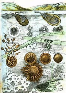 史前--阿米贝人、菌人、莫内雷人（成长中）：初级有组织生物。自然造物和生物。A. Demarle 绘制。1885