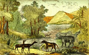 史前-始新世时期：从右到左Paloeotherium、Anoplotherium、Xiphodonts 和鸟类 Tantalus。自然造物和生物。绘图 A. Demarle。1885