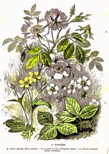Rosacees - 自然造物和生命体：A. Demarle 绘制。1885 作者 阿方斯·德马尔