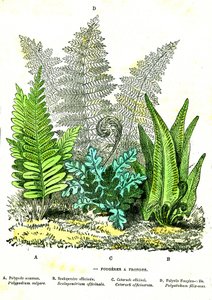 Sling Fougeres：自然创造和生物。 A. Demarle 绘制。 1885年 作者 阿方斯·德马尔