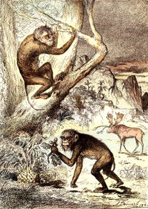 卡塔林猴（中新世时期）：Semnopitheques。J. Rengade 的自然造物和生物。绘制 A. Demarle 作者 阿方斯·德马尔