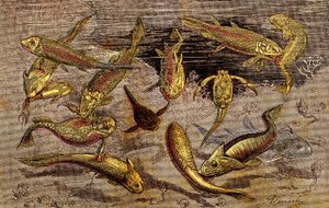 泥盆纪时代（史前）生物：为生物的存在而战。 自然创造。 绘图 A. Demarle。 1885年
