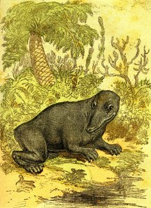 迷宫齿兽（两栖类）：煤炭时代的两栖类。 自然创造和生物。 A.德马尔 1885 年绘图 作者 阿方斯·德马尔