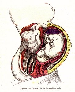 子宫中的孩子（第 9 个月下旬） - J. Rengade 的正常生活和健康 - 图 A. Demarle 1881 作者 阿方斯·德马尔
