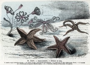 动物展板；棘皮动物、海星（翠星、赭星、彗星和五棘星）（动物展板：海星鱼） 伦加德《人类与自然》中的版画