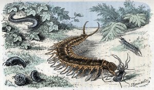 动物图谱：昆虫纲 蜈蚣目（动物学板块：Myriapoda） 伦加德《人与自然》中的版画