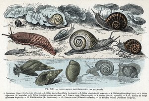 动物图；腹足类软体动物，肺（cyclostoma、helice of gardens and sorrow、red slug、grey slug、limnee、planorb、paludine......)(动物图版：腹足类软体动物，如蛞蝓、环齿蛞蝓、鳞蛞蝓、褐蛞蝓）"人类与自然 "版画