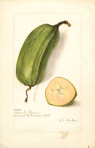 香蕉（夏威夷波普鲁麝香香蕉）（水彩画）