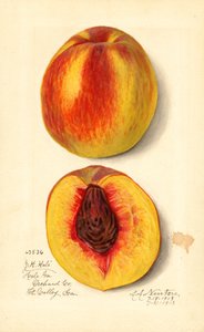 桃子（Prunus persica：J.H. Hale）（水彩画）