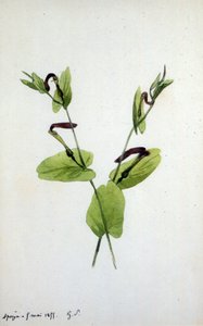 马兜铃科大型植物马兜铃属（水彩画） 作者 金刚砂杜平