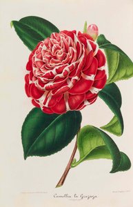 山茶花的新图像学，1850-1860。 作者 安布罗斯·亚历山大·弗沙菲尔特