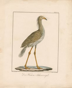 红脚蛇（手绘石版画）