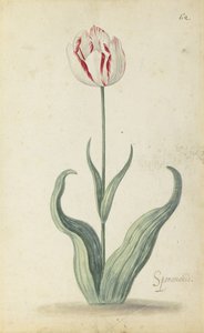 花朵相册中的“ Speramondi”郁金香，约1640年