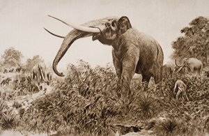 查塔姆大象，HG威尔斯的“历史概论”插图，第一卷，1920年出版（版画）
