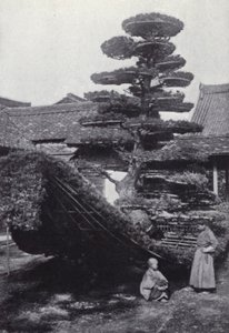 A pine-tree trained into the shape of a boat (b/w photo) 作者 美国摄影师（后）