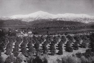 加州。雷德兰兹，从斯迈利高地出发，阳光、橘子林和雪峰（黑白照片）。 作者 美国摄影师（后）