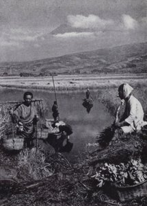 Peasants gathering rushes in the great vegetable distirct of Suzukawa (b/w photo)