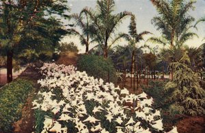 盛开的复活节百合（彩色照片） 作者 美国摄影师