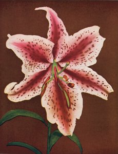 百合花深红皇后百合（彩色照片） 作者 美国摄影师
