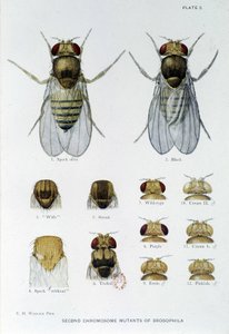 Abeilles - in “” Contributions to the genetics of drosophila melanogaster””, Thomas H. Morgan 作者 美国学校